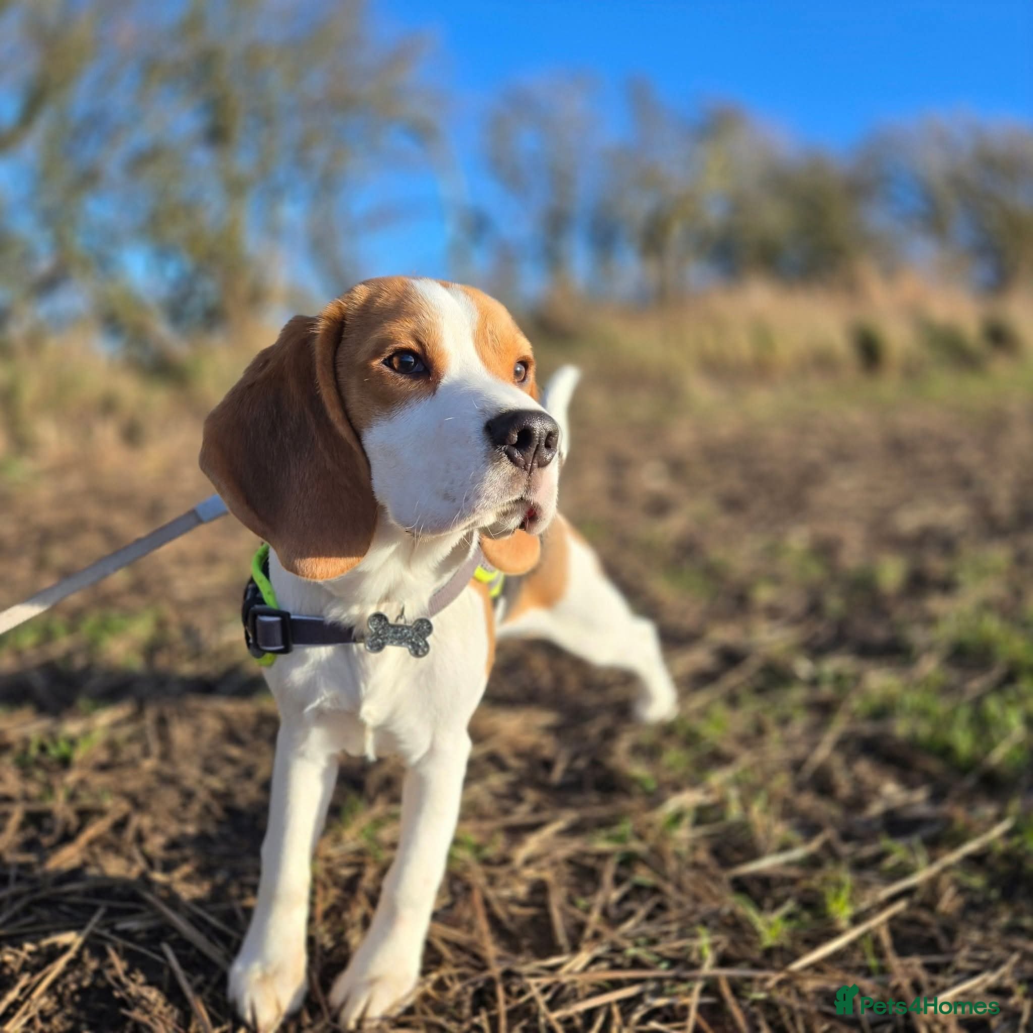 Beagle dogs Loki is our name- KC name is Fallowfield Chestnut  - Advert 4