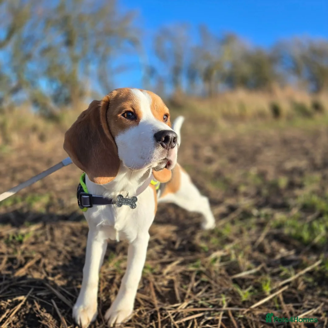 Beagle dogs for stud: Loki is our name- KC name is Fallowfield Chestnut  - Advert 1
