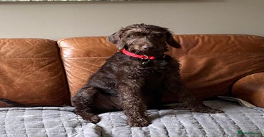 Mixed Breed dogs in Cumnock - Advert 9