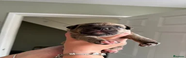 Presa Canario 3