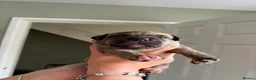 Presa Canario dogs for sale: Presa canario pups  - Advert 11