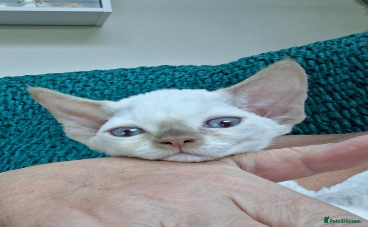 Devon Rex cats - Advert 1