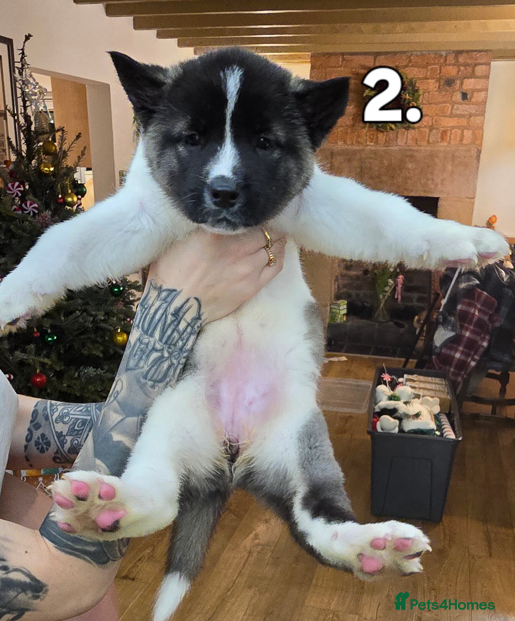 Akita dogs Gorgeous American Akita Pups for Sale - Advert 6