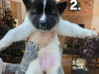 Akita dogs Gorgeous American Akita Pups for Sale - Advert 1