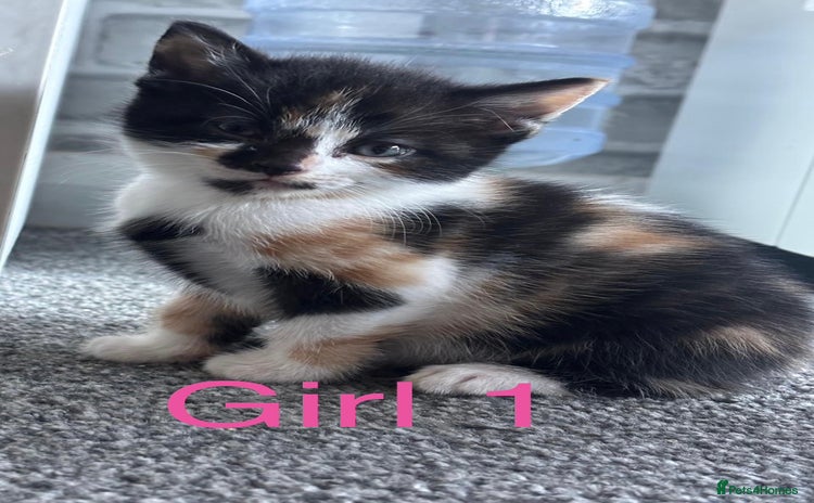 Domestic Shorthair cats - Advert 9