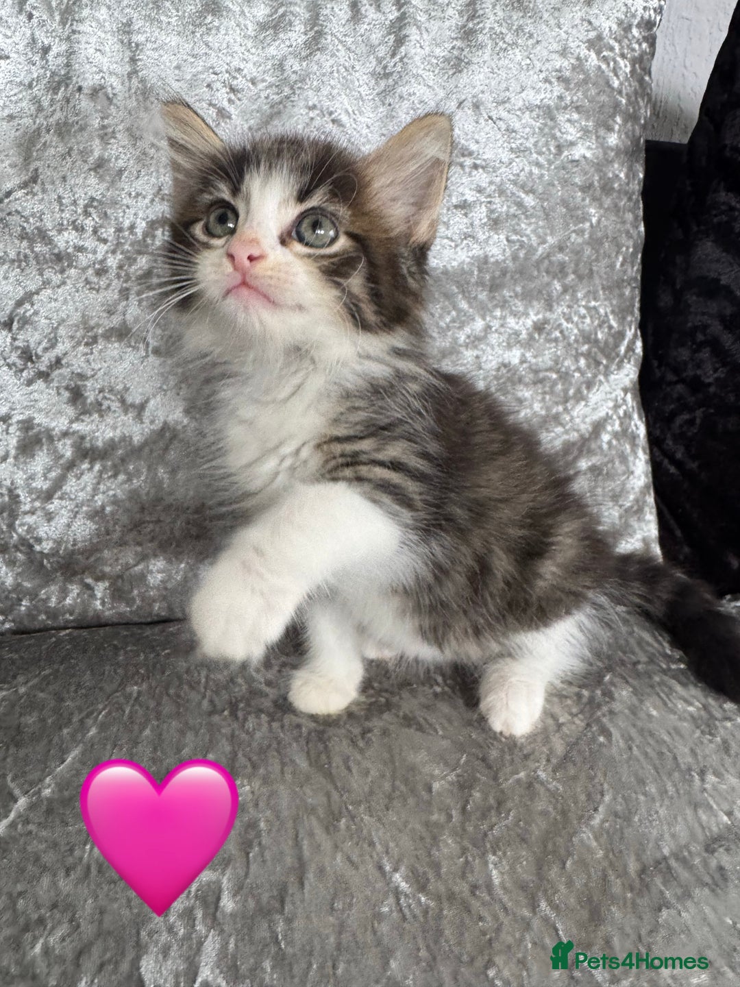 Mixed Breed cats for sale: Cute Kittens (all available) 5 female and 4 male - Image 1