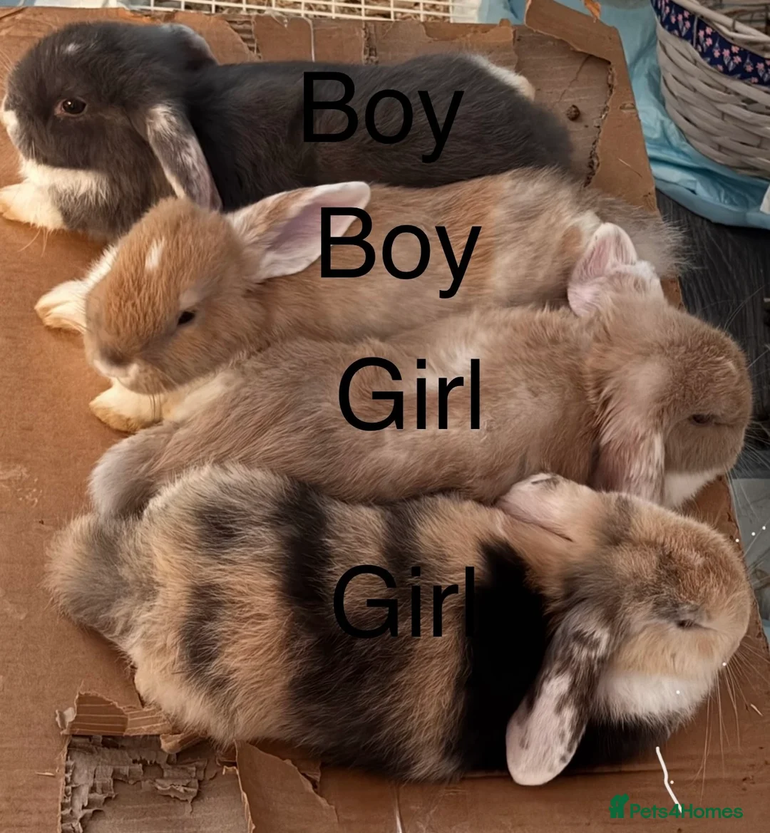 Mixed Breed rabbits for sale: Mini Lop cross rabbits for sale  in Leicester - Advert 1