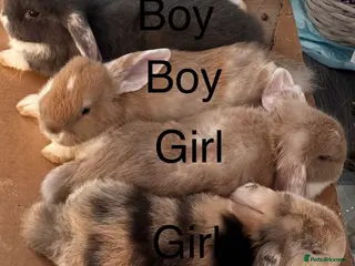 Mixed Breed rabbits Mini Lop cross rabbits for sale - Advert 4