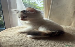 Mixed Breed cats for sale: Half Sphynx READY to Go 🩷 £200 - Image 4