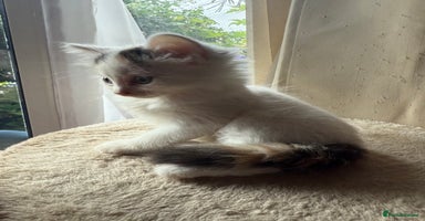 Mixed Breed cats - Advert 7