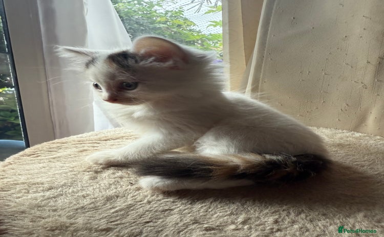 Mixed Breed cats - Advert 16