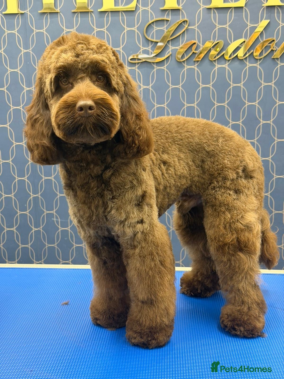 Cockapoo dogs Cockapoo Standard Male Stud - Advert 1