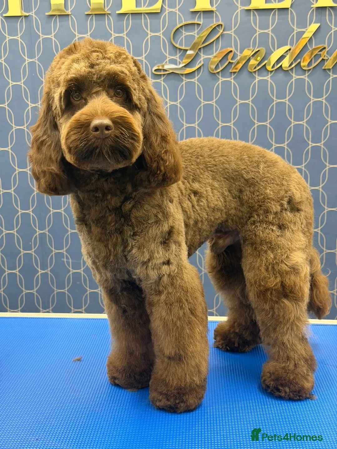 Cockapoo dogs for stud: Cockapoo Miniature Male Stud - Advert 4