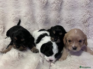 Cavapoo dogs STUNNING F1b REVERSE Cavapoos - Advert 3