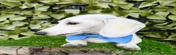 Miniature Dachshund dogs for sale: Pure White GHOST dachshunds - Advert 10