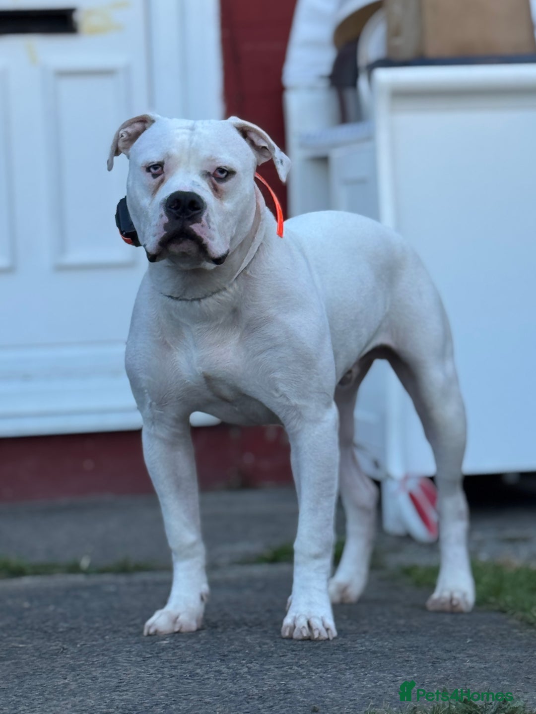 American Bulldog dogs for sale: Male bulldog - Image 9