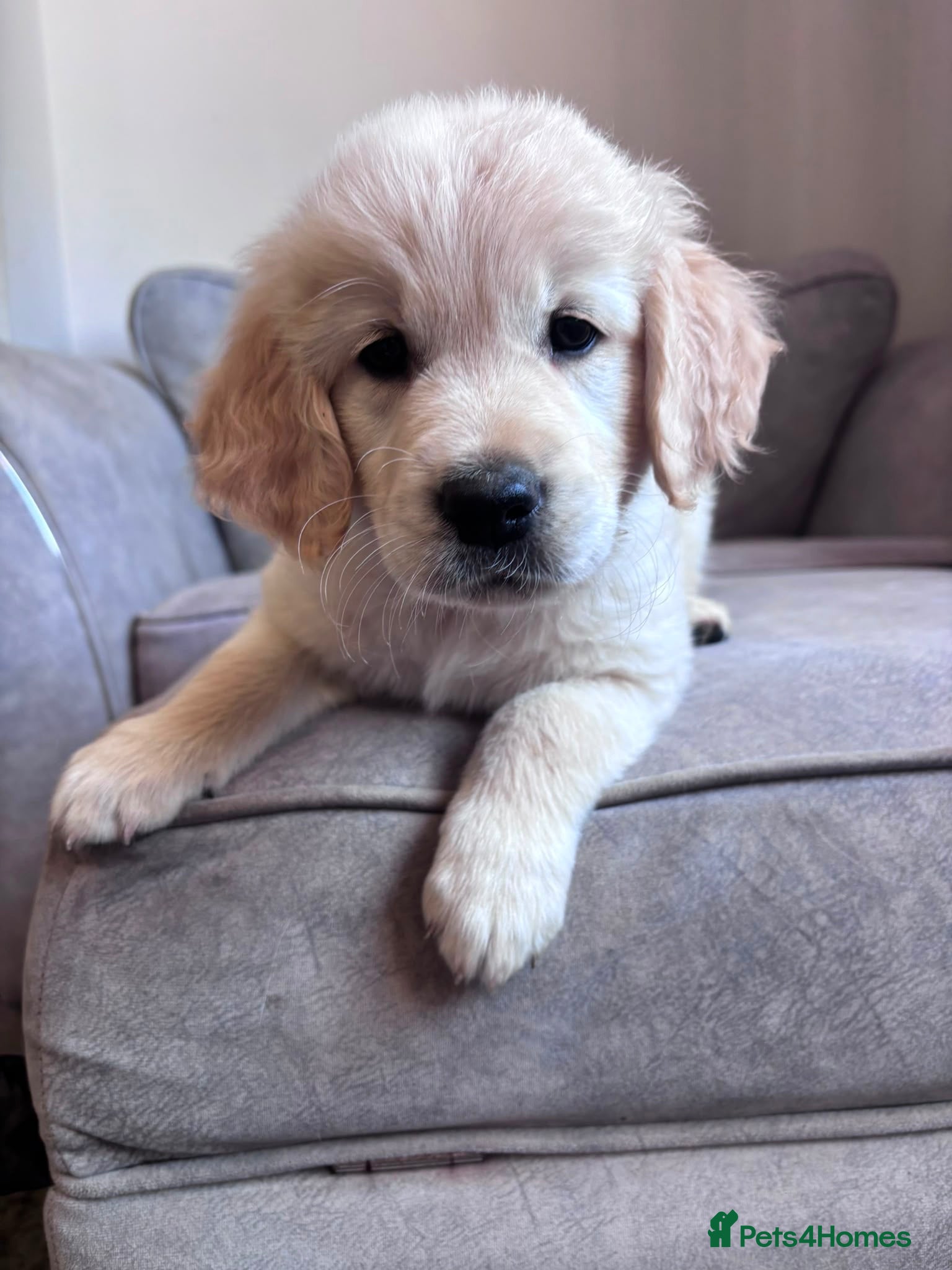 Golden Retriever dogs Health tested, KC reg Golden retriever puppies - Advert 2
