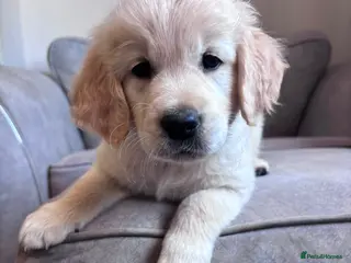 Golden Retriever dogs Health tested, KC reg Golden retriever puppies - Advert 2