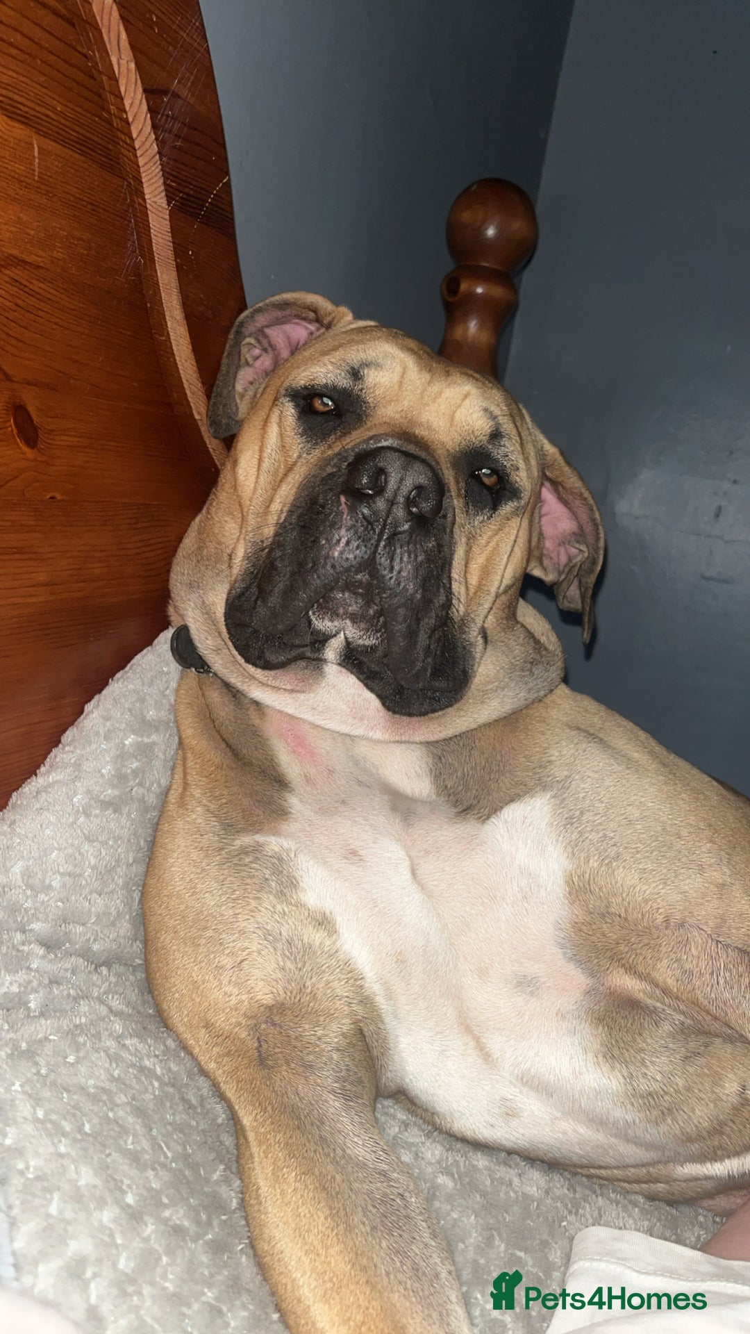 Cane Corso dogs for sale: cane corso girl - Image 3