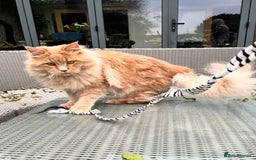 Maine Coon cats for stud: Maine Coon Stud: Clear for all genetic diseases in Peterborough - Image 3