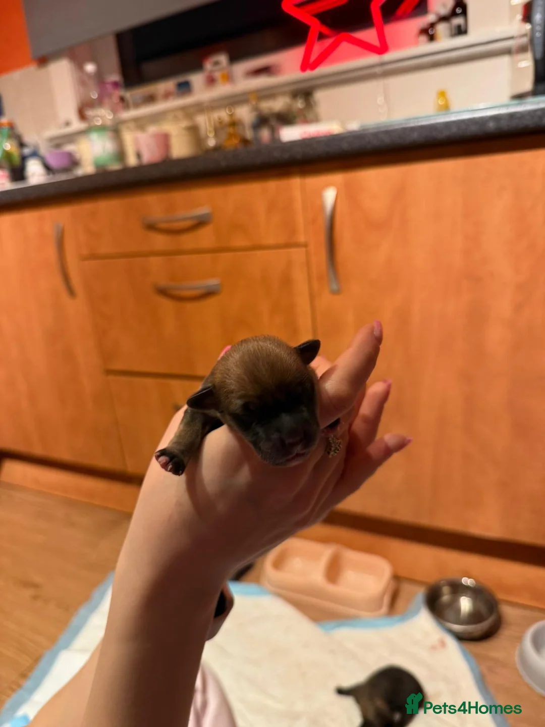 Mixed Breed dogs for sale: Puppies for sale - Advert 6