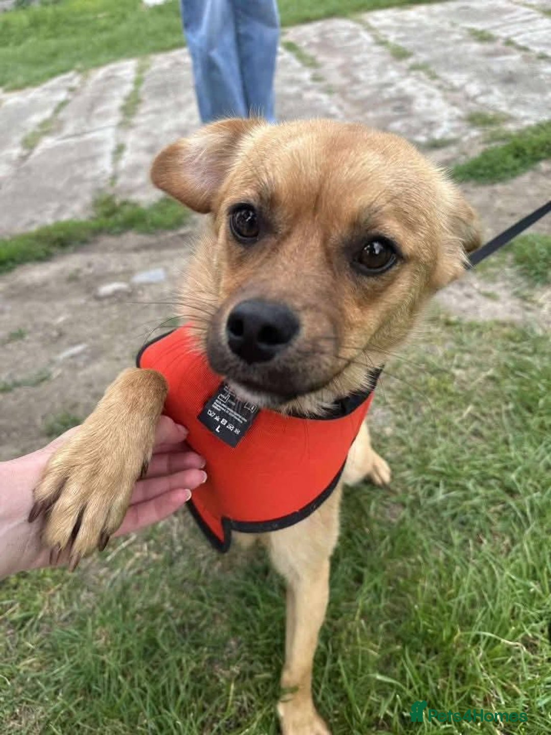 Mixed Breed dogs for adoption: Meet Jaspher, currently residing in Derbyshire  - Advert 2