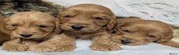 Cockapoo dogs for sale: Stunning DNA clear F1 Cockapoo puppies  - Advert 3