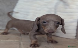 Miniature Dachshund dogs for sale: Miniature dachshund puppies  - Image 15