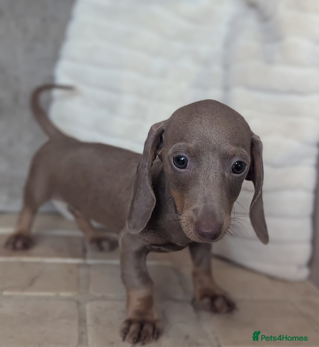 Miniature Dachshund dogs for sale: Miniature dachshund puppies  - Image 15