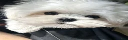 Maltese dogs for sale: Adorable Miniature Maltese Boy - Advert 1