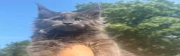Maine Coon cats for sale: Xl Maine coon kittens  - Advert 11