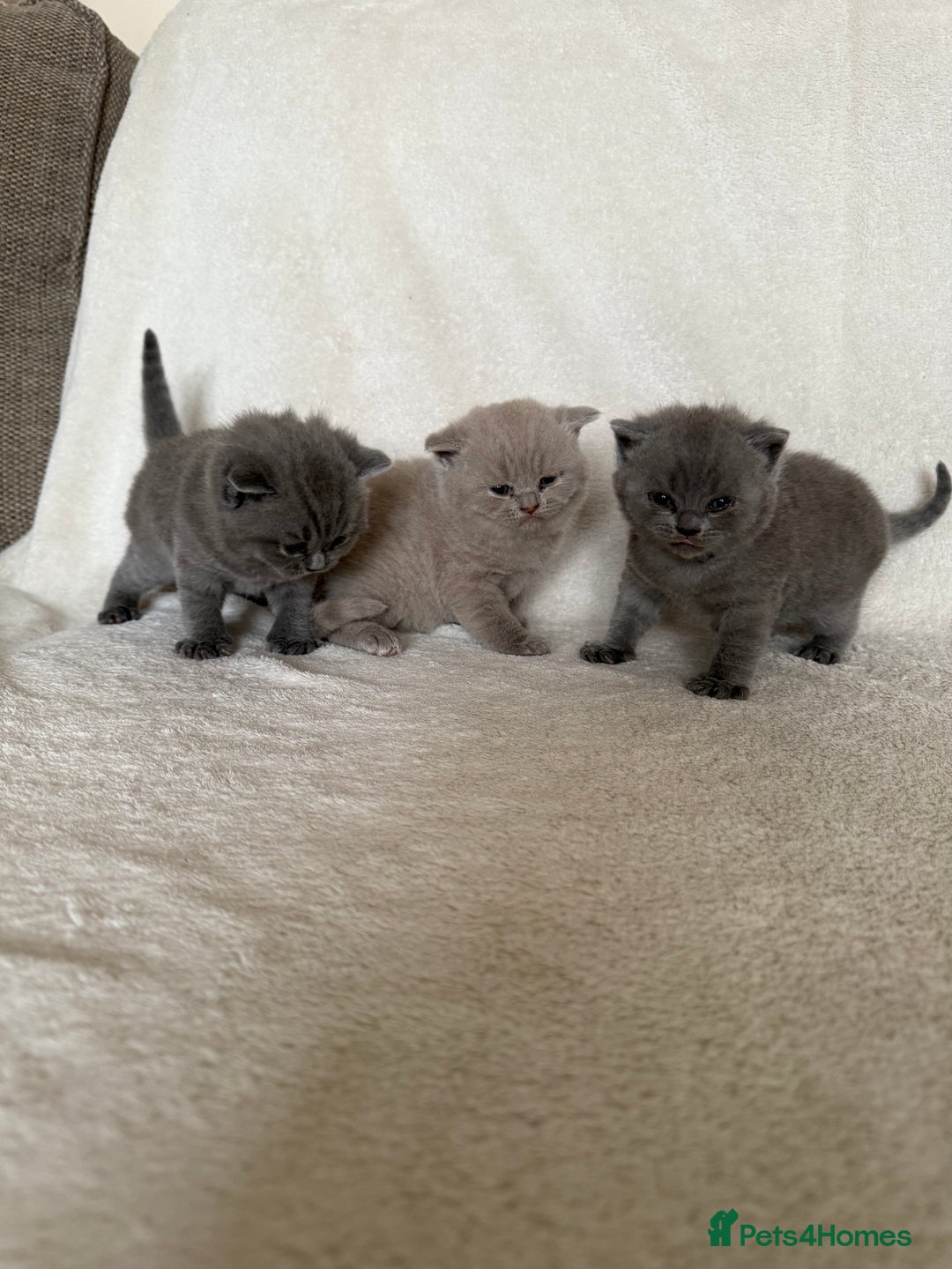 British Shorthair cats for sale: Gorgeous purebred British shorthair kittens - Image 12