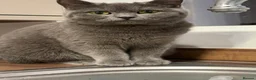 British Shorthair cats for sale: British Shorthair Kittens in Rochester - Advert 3