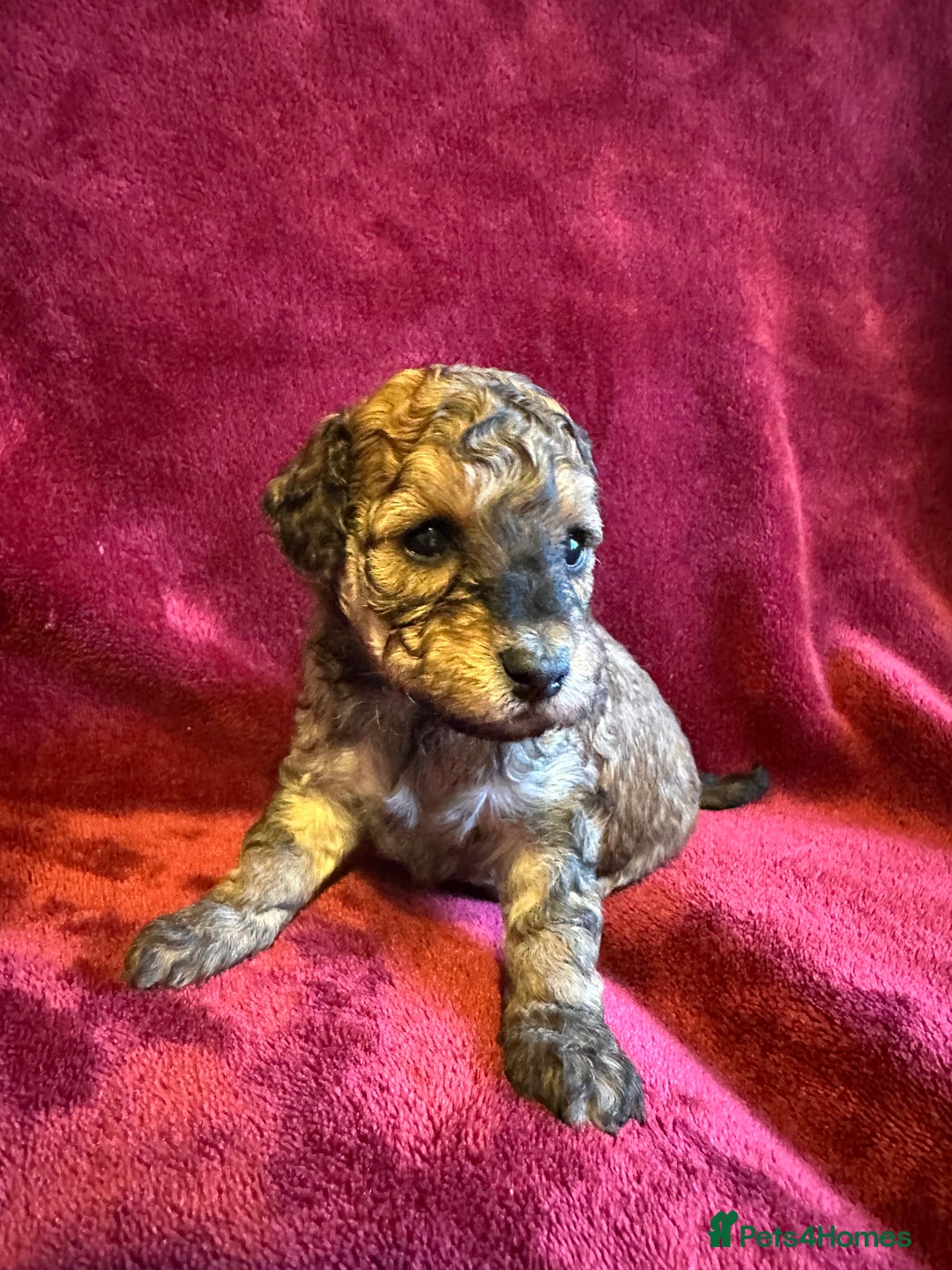 Toy Poodle dogs for sale: 💫🐩Extensively Health tested KC Toy Poodles 🐩💫 - Advert 5