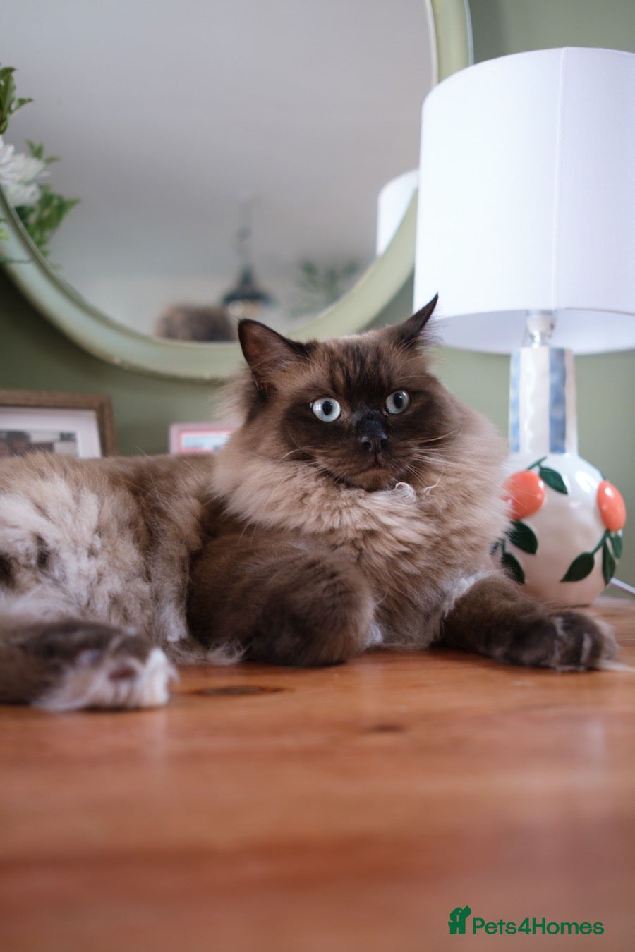 Ragdoll cats Mink Ragdoll, 1 year old needs forever home - Advert 7
