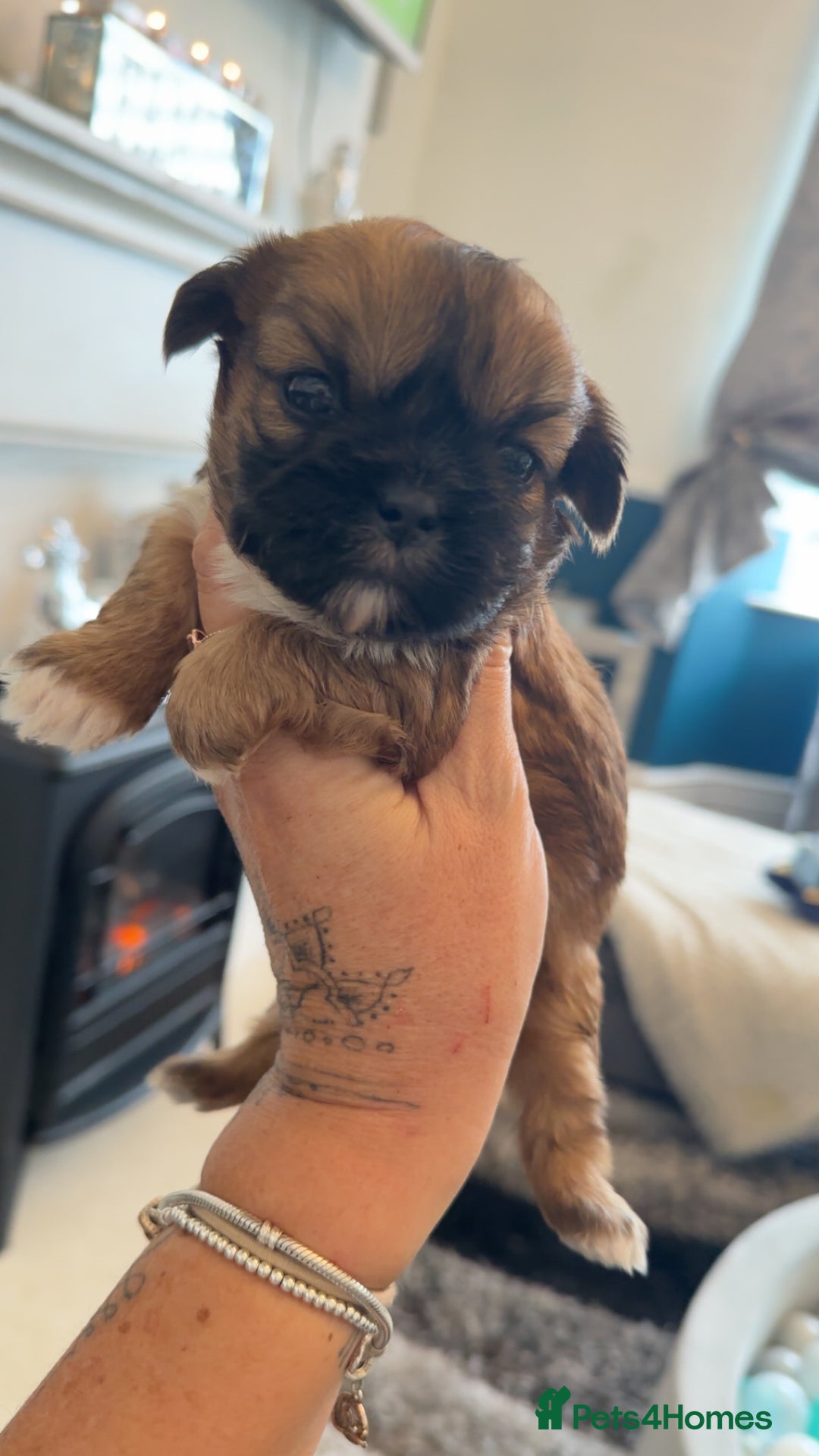 Shih Tzu dogs for sale: Stunning imperial shih tzu puppies  - Advert 25