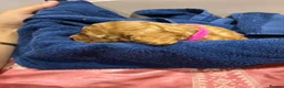 Maltipoo dogs for sale: Beautiful litter of Malti poo puppies - Advert 23