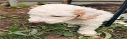 Australian Labradoodle dogs for sale: 8 Gorgeous Australian labradoodle puppies - Advert 6