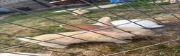 Continental Giant rabbits for sale: 3 x Continental rabbits  - Advert 4