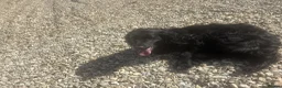 Cocker Spaniel dogs for sale: Female cocker spaniel in Evesham - Advert 5