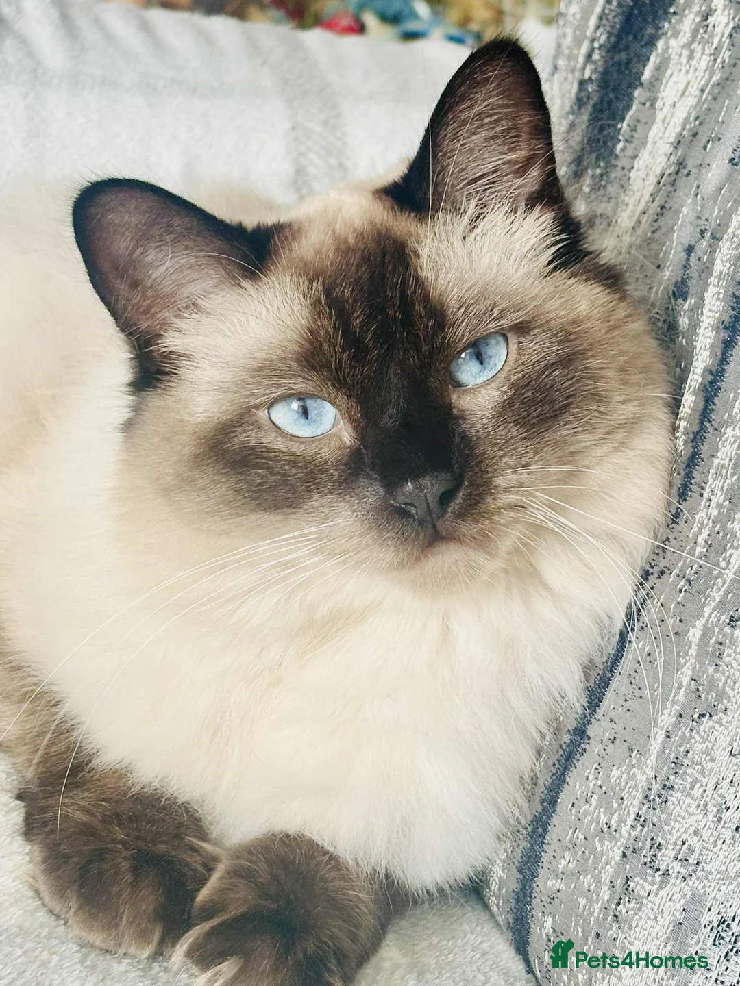 Ragdoll cats for sale: Ragdoll male cat - Advert 2