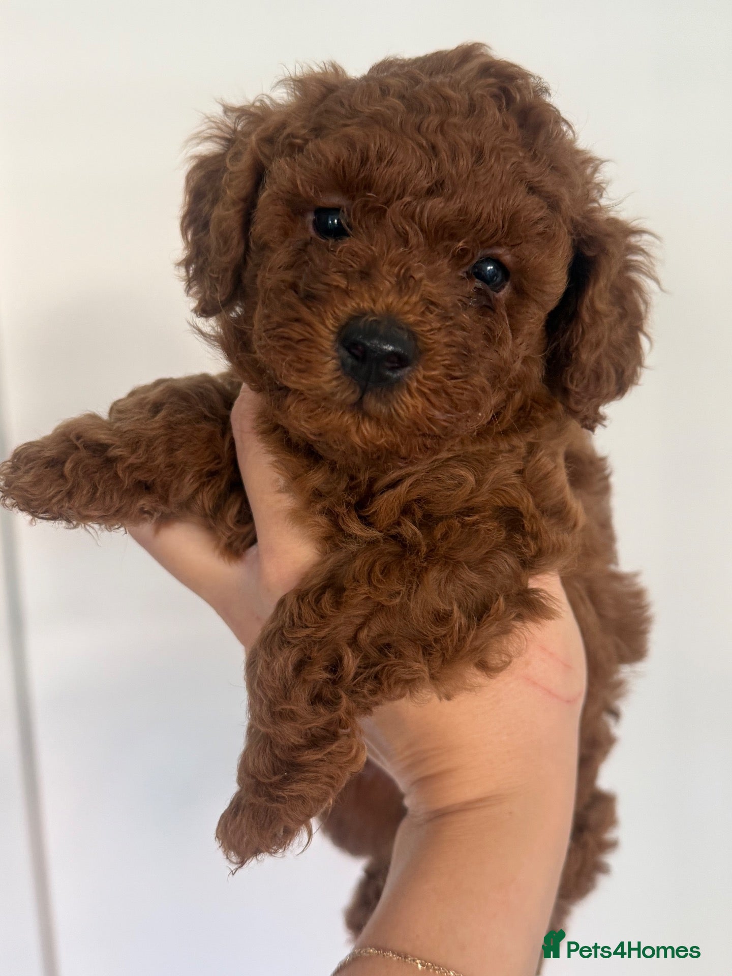 Toy Poodle dogs Beautiful Red Toy Poodle Puppies 🤎🐩 - Advert 11