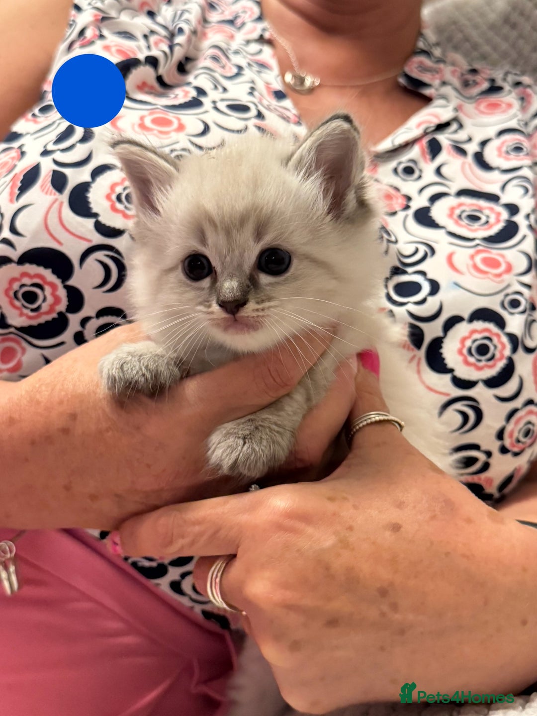 Ragdoll cats for sale: 5 Pure Ragdoll Kittens (7 Weeks Old) in Camborne - Image 11