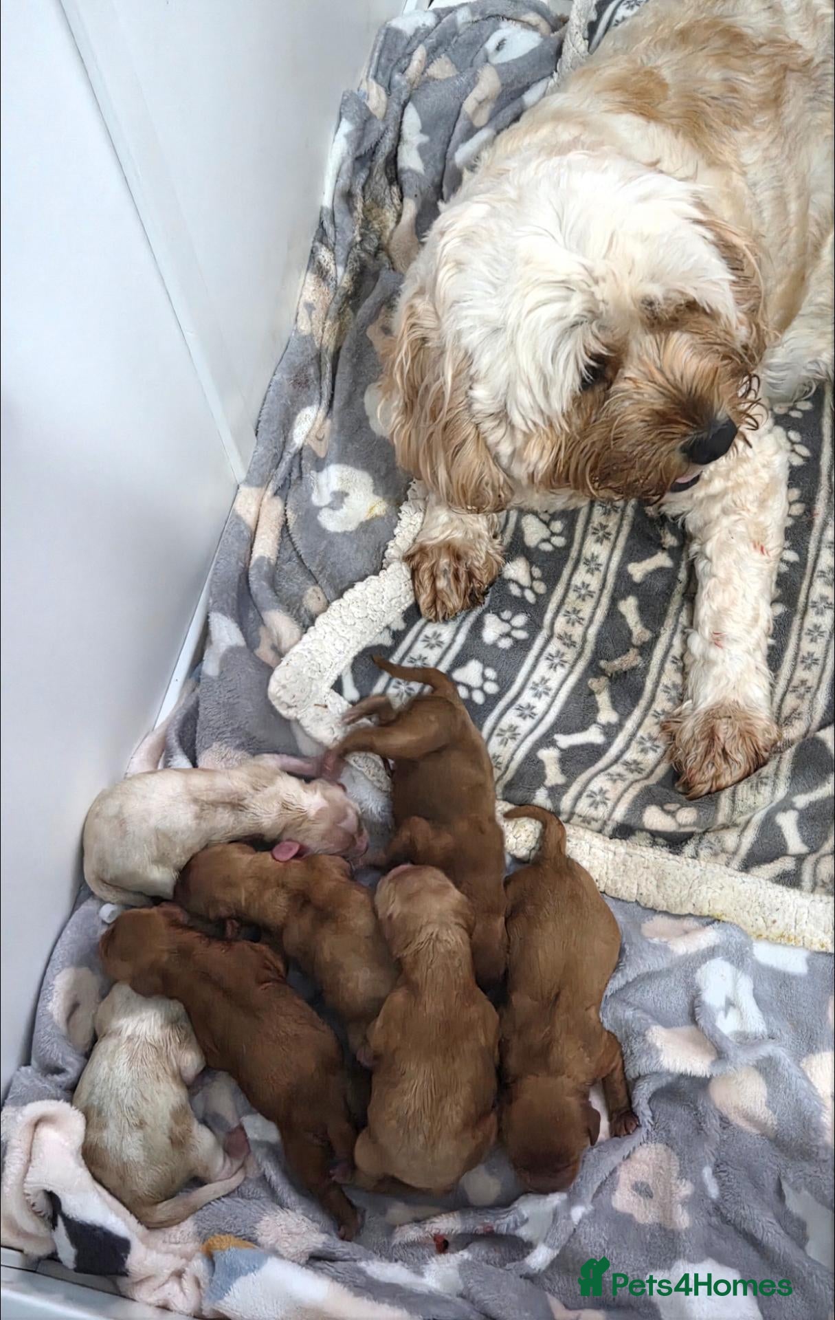 Cavapoo dogs Cavapoo pups - Advert 1