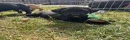 Labrador Retriever dogs for sale: Stunning KC registered Red & Black puppies - Advert 3