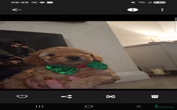 Cockapoo dogs for sale: Adorable red f1b toy cockapoos  - Advert 1