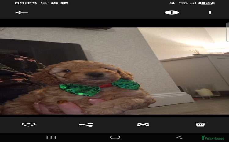 Cockapoo dogs Adorable red f1b toy cockapoos  - Advert 1