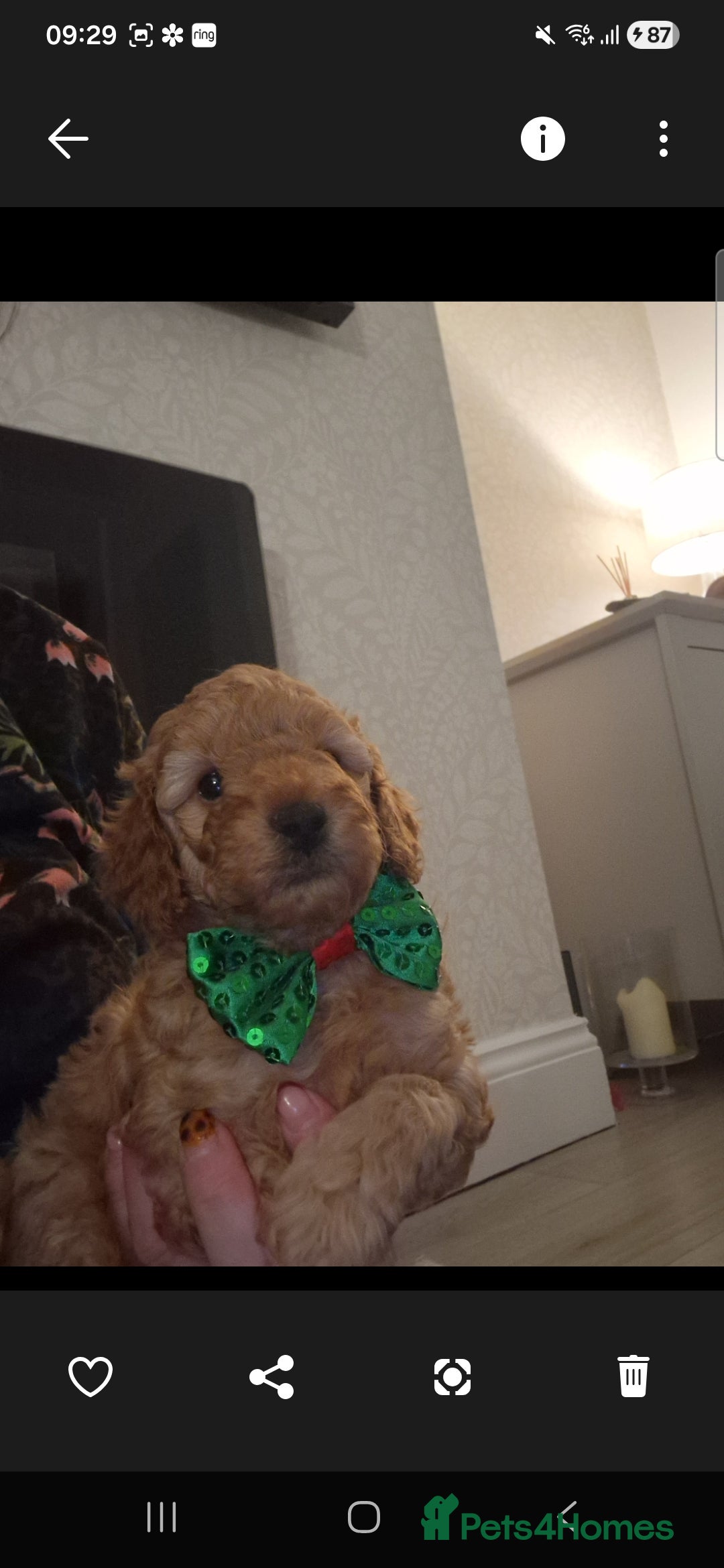 Cockapoo dogs for sale: Adorable red f1b toy cockapoos  - Advert 1