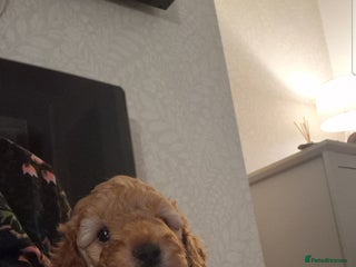 Cockapoo dogs for sale: Adorable red f1b toy cockapoos - Advert 1