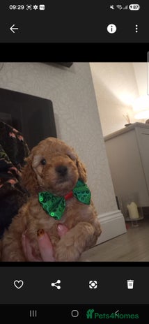 Cockapoo dogs Adorable red f1b toy cockapoos - Advert 1